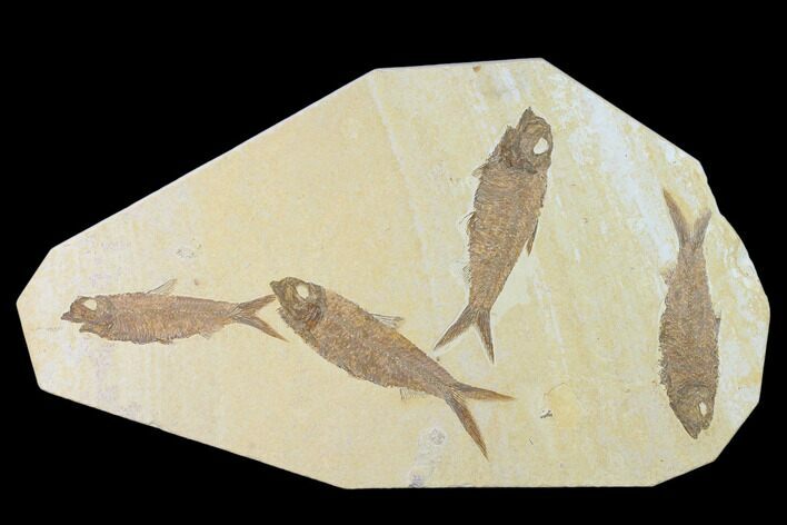 Plate With Four Knightia Fossil Fish - Wyoming #137983